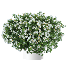 Bacopa Scopia® Gulliver Compact White (12шт) декабрь